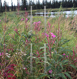 Picture of Epilobium angustifolium 