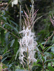 Picture of Epilobium angustifolium 