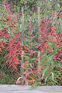 Picture of Epilobium angustifolium 