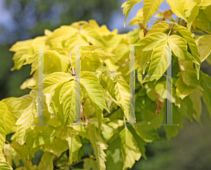 Picture of Acer negundo 'Kelly's Gold'