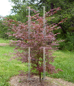 Picture of Acer palmatum (Matsumurae Group) 'Beni shi en'