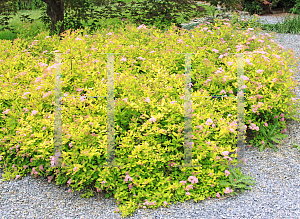 Picture of Spiraea japonica 'Limemound'