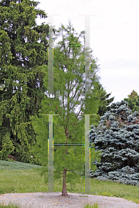 Picture of Taxodium ascendens 'Morris (Debonair)'