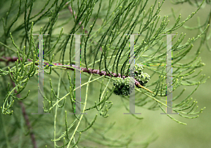 Picture of Taxodium ascendens 'Morris (Debonair)'