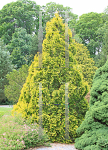 Picture of Thuja occidentalis 'Pumila Sudworth'