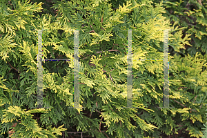 Picture of Thuja occidentalis 'Pumila Sudworth'