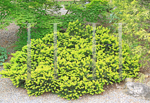 Picture of Taxus cuspidata 'Aurescens'