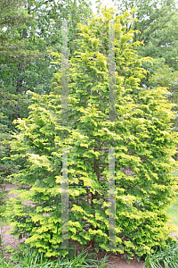 Picture of Chamaecyparis obtusa 'Crippsii'