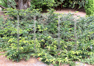 Picture of Cephalotaxus harringtonia 'Prostrata'