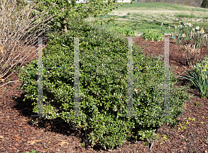 Picture of Ilex vomitoria 'Stoke's Dwarf'