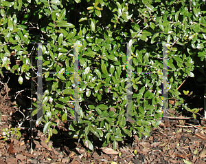 Picture of Ilex vomitoria 'Stoke's Dwarf'