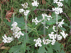 Picture of Ageratina altissima 