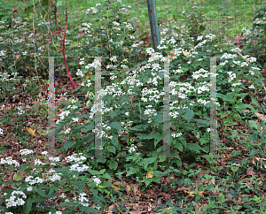 Picture of Ageratina altissima 