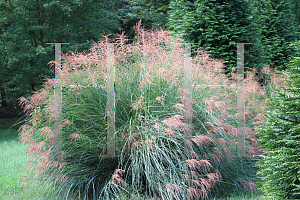 Picture of Miscanthus sinensis 'Gracillimus'