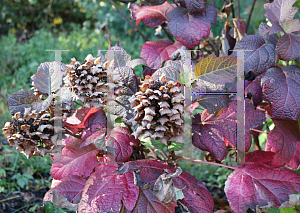 Picture of Hydrangea quercifolia 'Snow Queen'