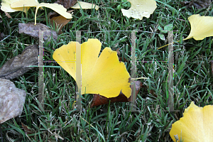 Picture of Ginkgo biloba 