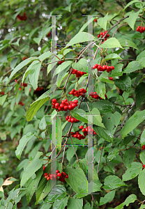 Picture of Viburnum setigerum 