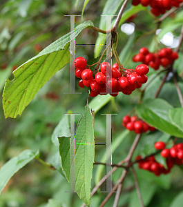 Picture of Viburnum setigerum 