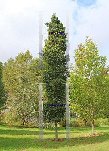 Picture of Liquidambar styraciflua 'Slender Silhouette'