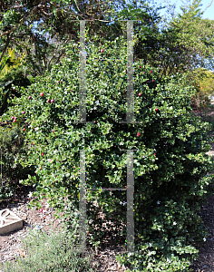 Picture of Carissa macrocarpa 'Tuttle'