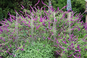 Picture of Salvia leucantha 