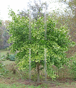 Picture of Ginkgo biloba 'Golden Globe'