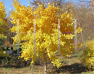 Picture of Ginkgo biloba 'Golden Globe'