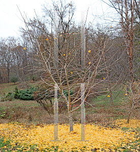 Picture of Ginkgo biloba 'Golden Globe'