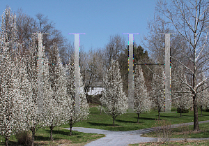 Picture of Pyrus calleryana 'Chanticleer'