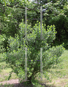 Picture of Baccharis halimifolia 