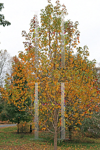 Picture of Liquidambar styraciflua 'Ward (Cherokee)'