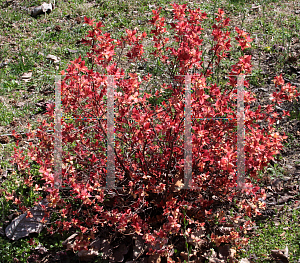 Picture of Spiraea japonica 'NCSXI (Double Play Candy Corn)'