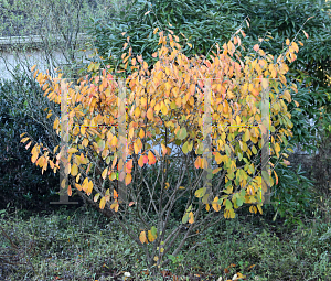 Picture of Hamamelis x intermedia 'Arnold's Promise'