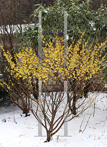 Picture of Hamamelis x intermedia 'Arnold's Promise'