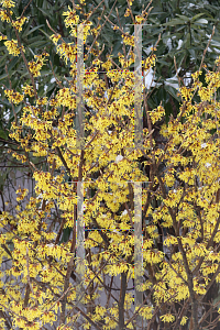 Picture of Hamamelis x intermedia 'Arnold's Promise'