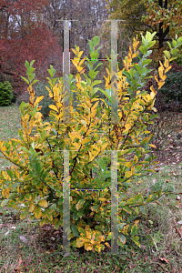 Picture of Hamamelis vernalis 