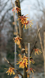 Picture of Hamamelis vernalis 