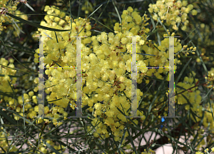 Picture of Acacia iteaphylla 