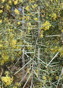 Picture of Acacia iteaphylla 