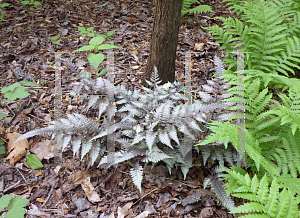 Picture of Athyrium nipponicum 'Regal Red'