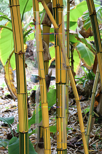 Picture of Bambusa vulgaris 'Vittata'