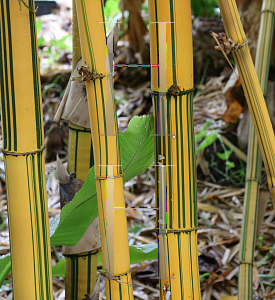 Picture of Bambusa vulgaris 'Vittata'