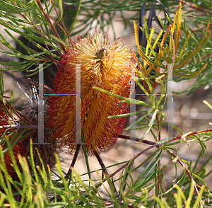 Picture of Banksia spinulosa var. cunninghamii 