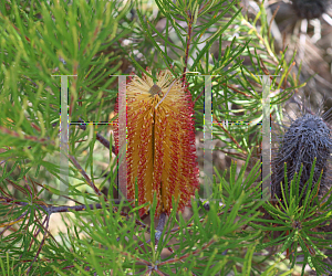 Picture of Banksia spinulosa var. cunninghamii 