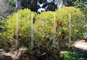 Picture of Banksia spinulosa var. cunninghamii 