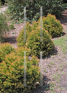 Picture of Thuja occidentalis 'Congabe (Fire Chief)'