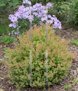 Picture of Thuja occidentalis 'Congabe (Fire Chief)'