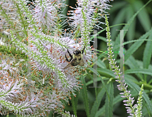 Picture of Veronicastrum virginicum 