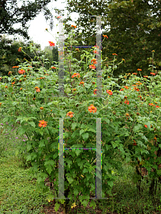 Picture of Tithonia rotundifolia 