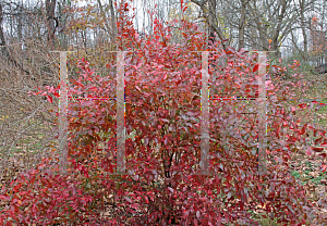 Picture of Vaccinium corymbosum 